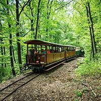 Ehető erdő – Erdei Gasztroexpressz (Fotó: Horváth Csongor)